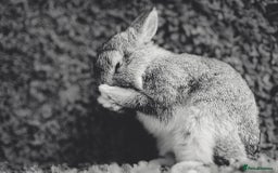 Netherland Dwarf rabbits for sale: Netherland Dwarf REW WHITE & Chinchilla GREY - Image 11