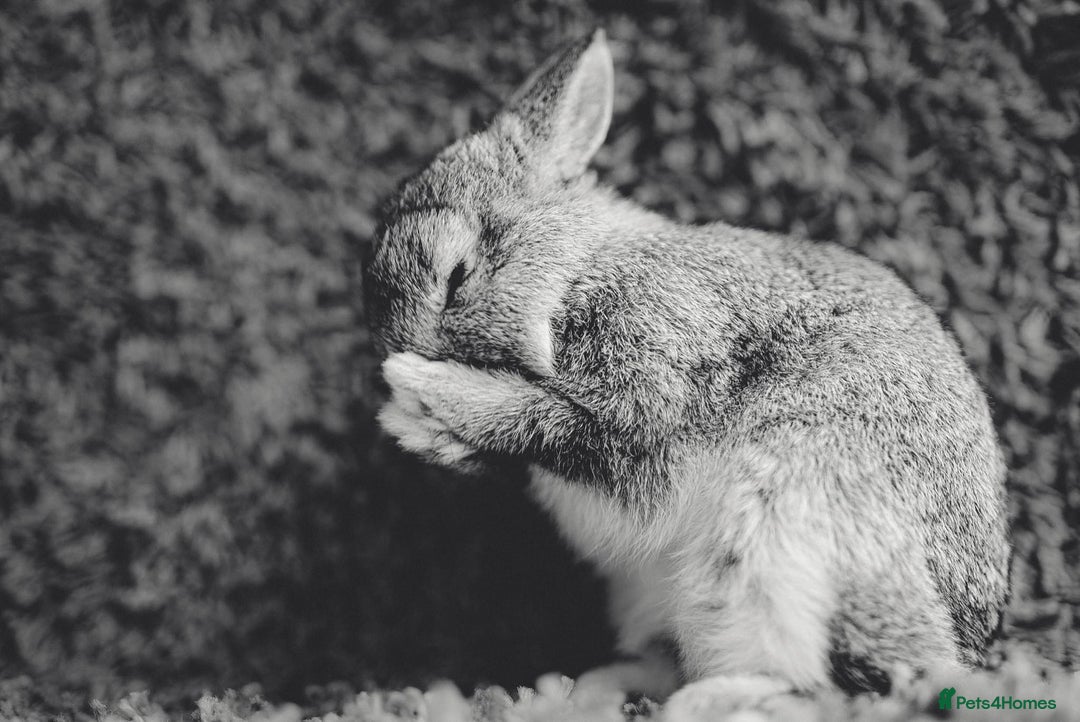 Netherland Dwarf rabbits for sale: Netherland Dwarf REW WHITE & Chinchilla GREY - Image 11