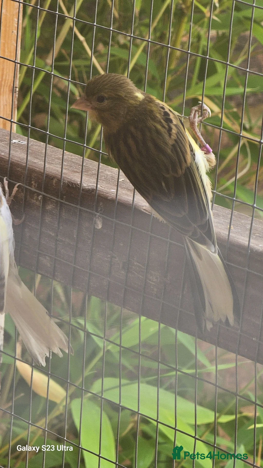 Canaries birds for sale: Canaries for sale  - Advert 13