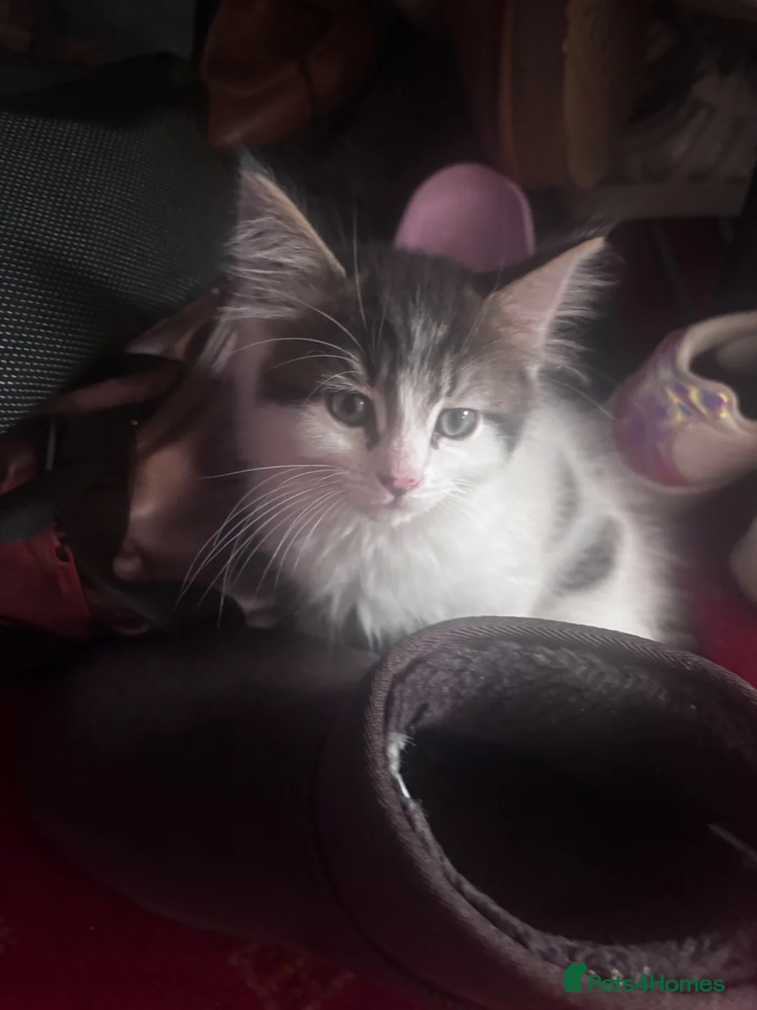British Shorthair cats for sale: Kittens for sale - Advert 2