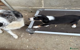 Border Collie dogs for sale: Gorgeous Tri colour border collie puppies  - Image 7