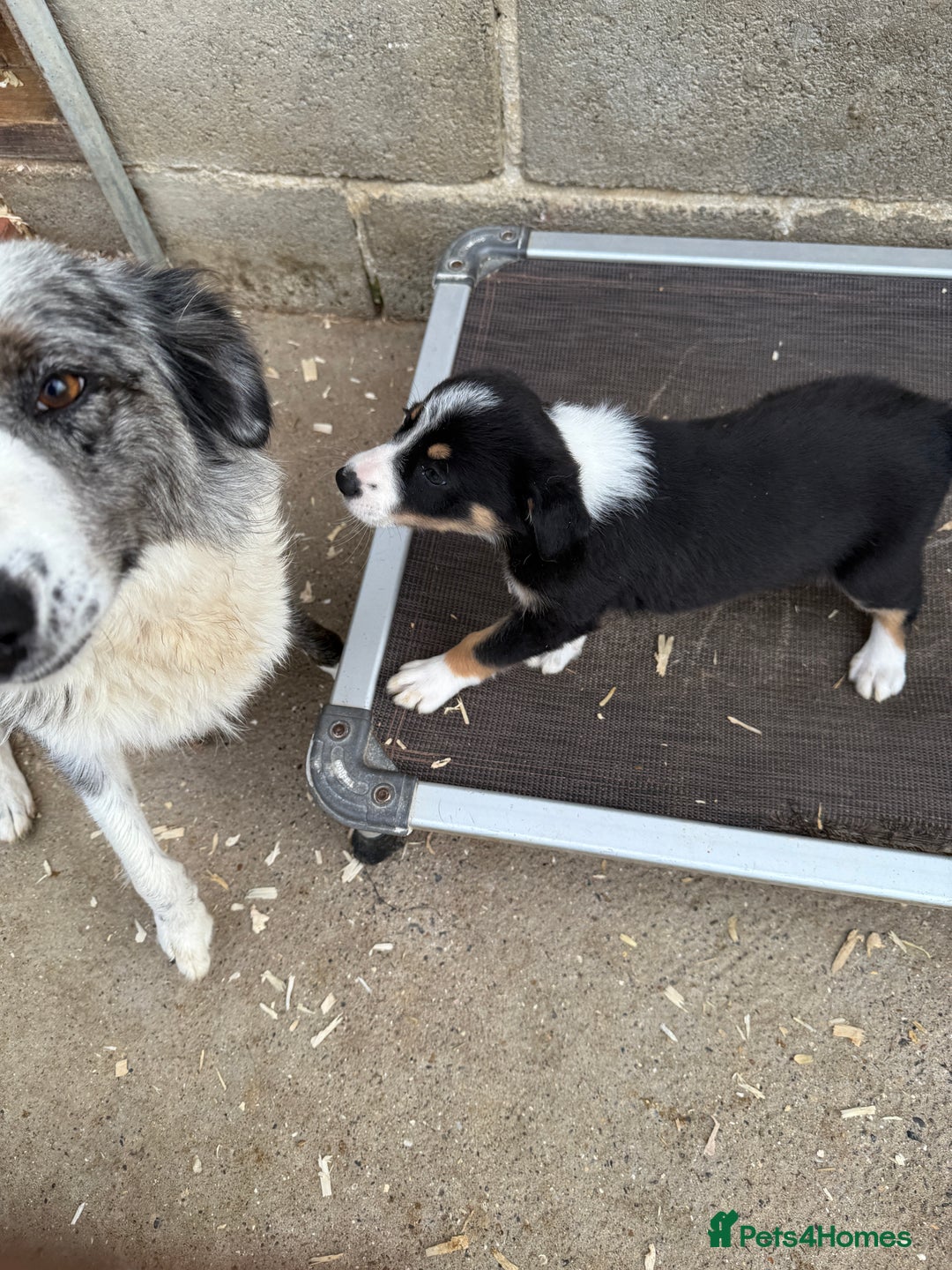 Border Collie dogs for sale: Gorgeous Tri colour border collie puppies  - Image 7
