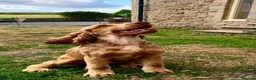 Cocker Spaniel dogs for sale: KC Show Cocker Spaniel Choc Sable  - Advert 4