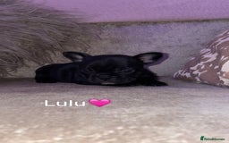 French Bulldog dogs for sale: French bulldogs for sale  - Image 3