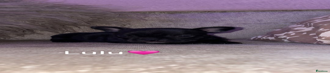 French Bulldog Puppy 2