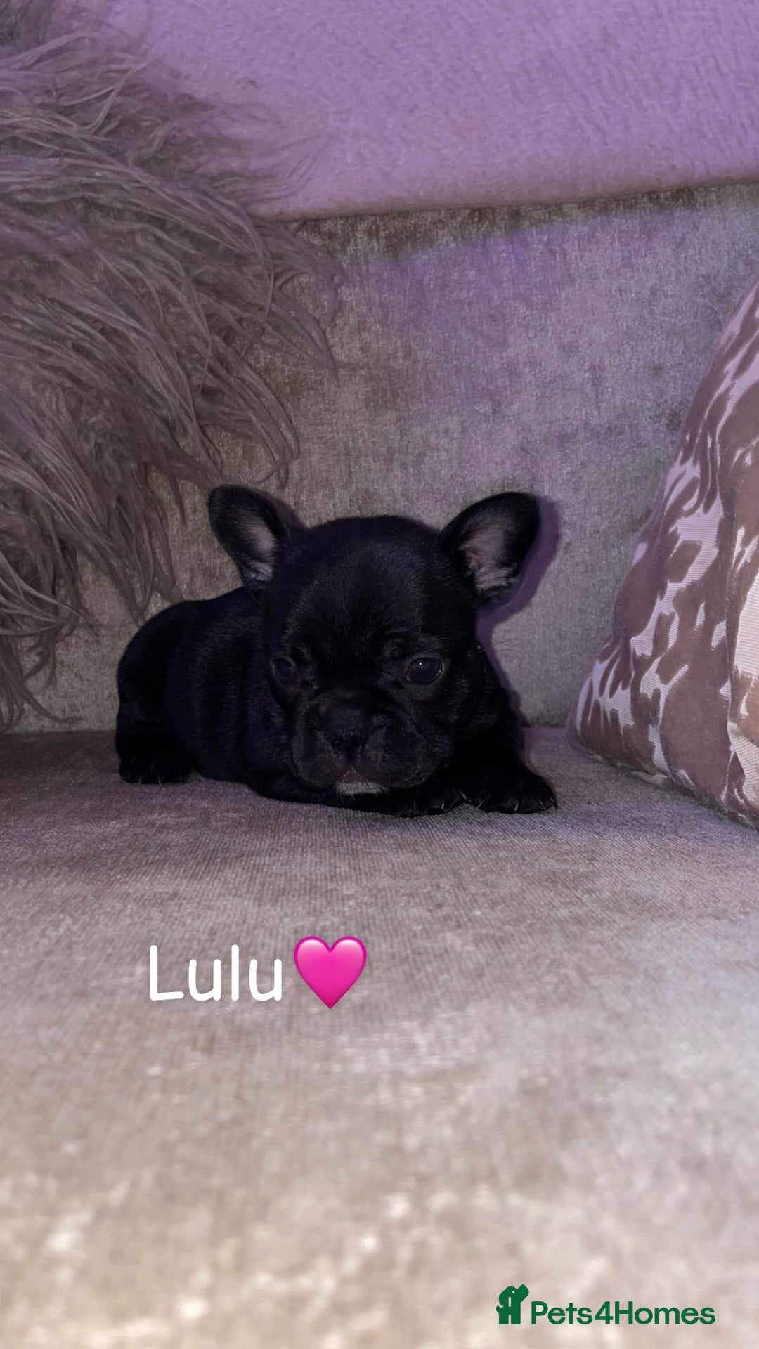 French Bulldog dogs for sale: French bulldogs for sale  - Image 3