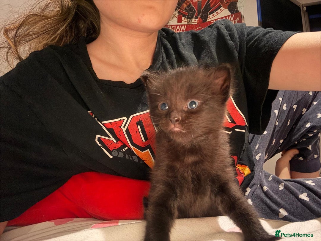 British Shorthair cats for sale: 3 Beautiful kittens looking for a new home  - Image 4