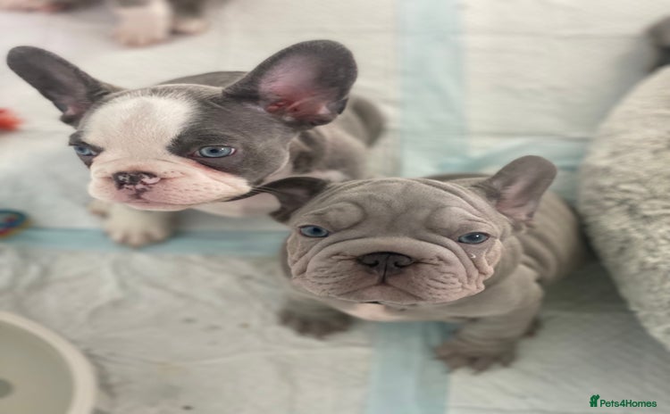 French Bulldog dogs - Advert 10