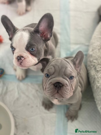 French Bulldog dogs - Advert 10