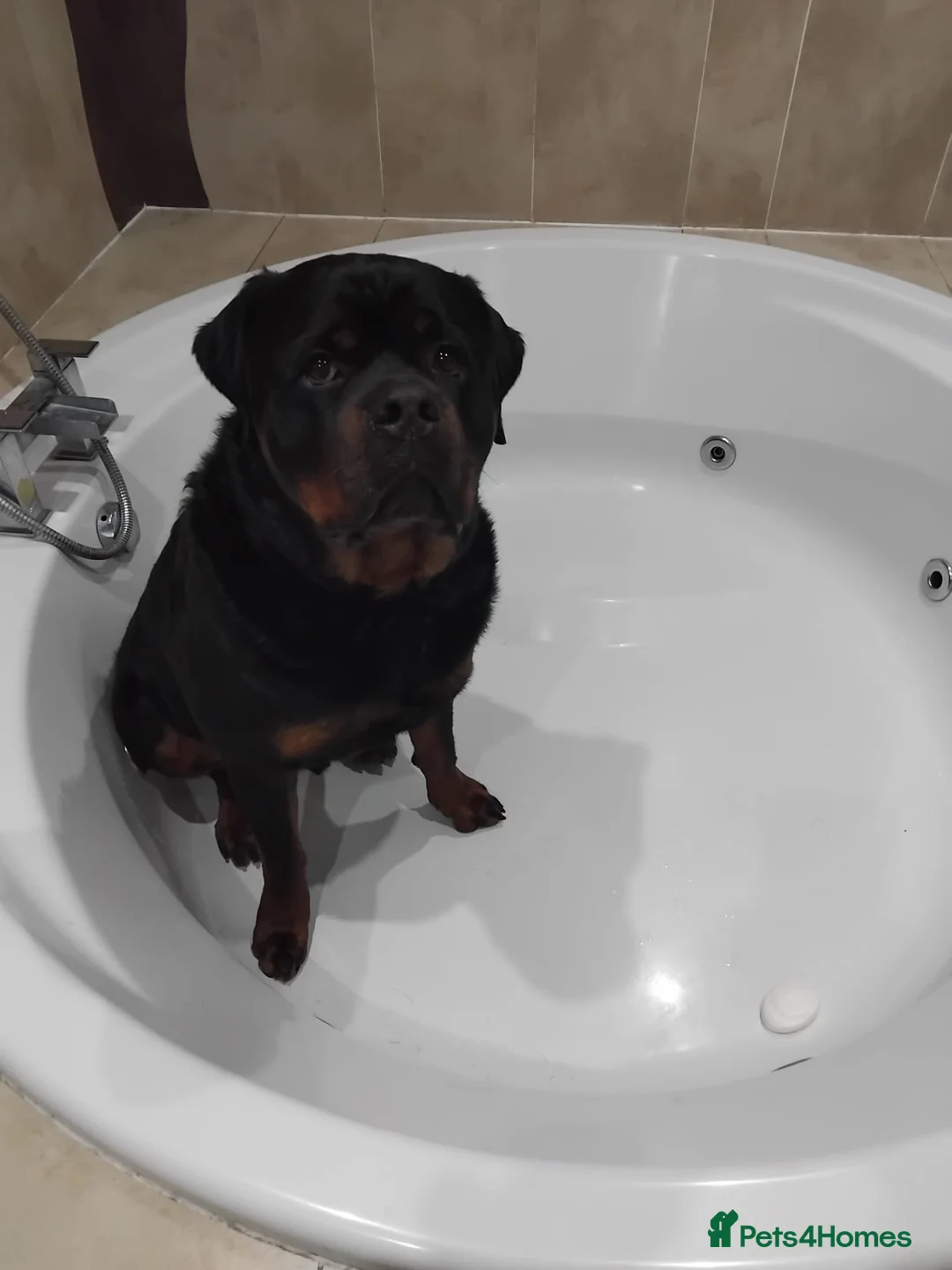 Rottweiler dogs for sale: Bronson - Full Pedigree Rottweiler (Male, 3 years) - Advert 2