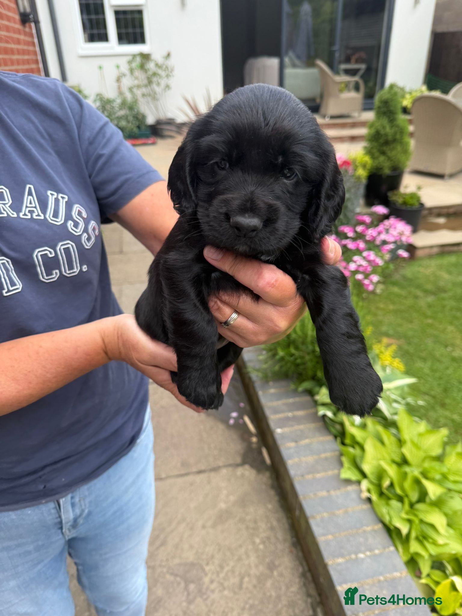 Cocker Spaniel dogs Working cocker spaniel pups - Advert 2