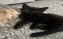 Mixed Breed cats for sale: Kittens for sale  in Bolton - Image 4