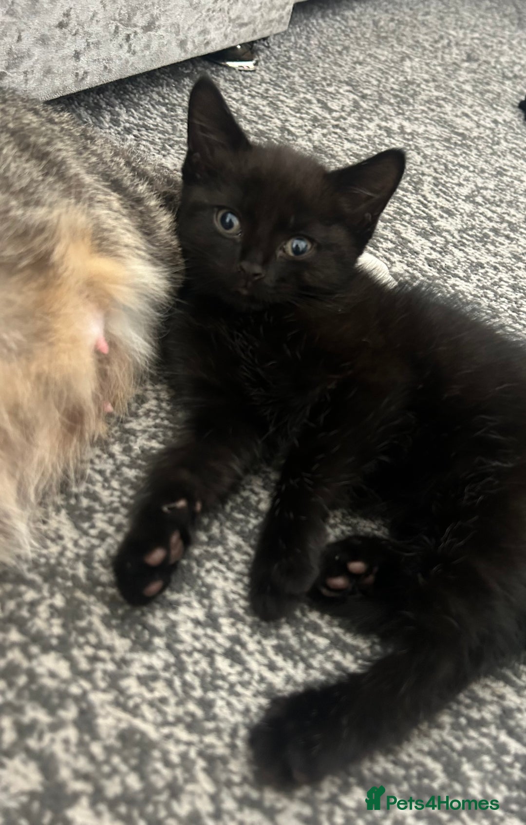 Mixed Breed cats for sale: Kittens for sale  in Bolton - Image 4
