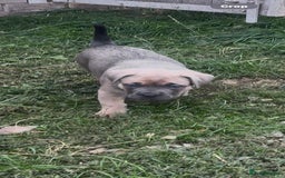 Cane Corso dogs for sale: Cane corso pups - Image 10