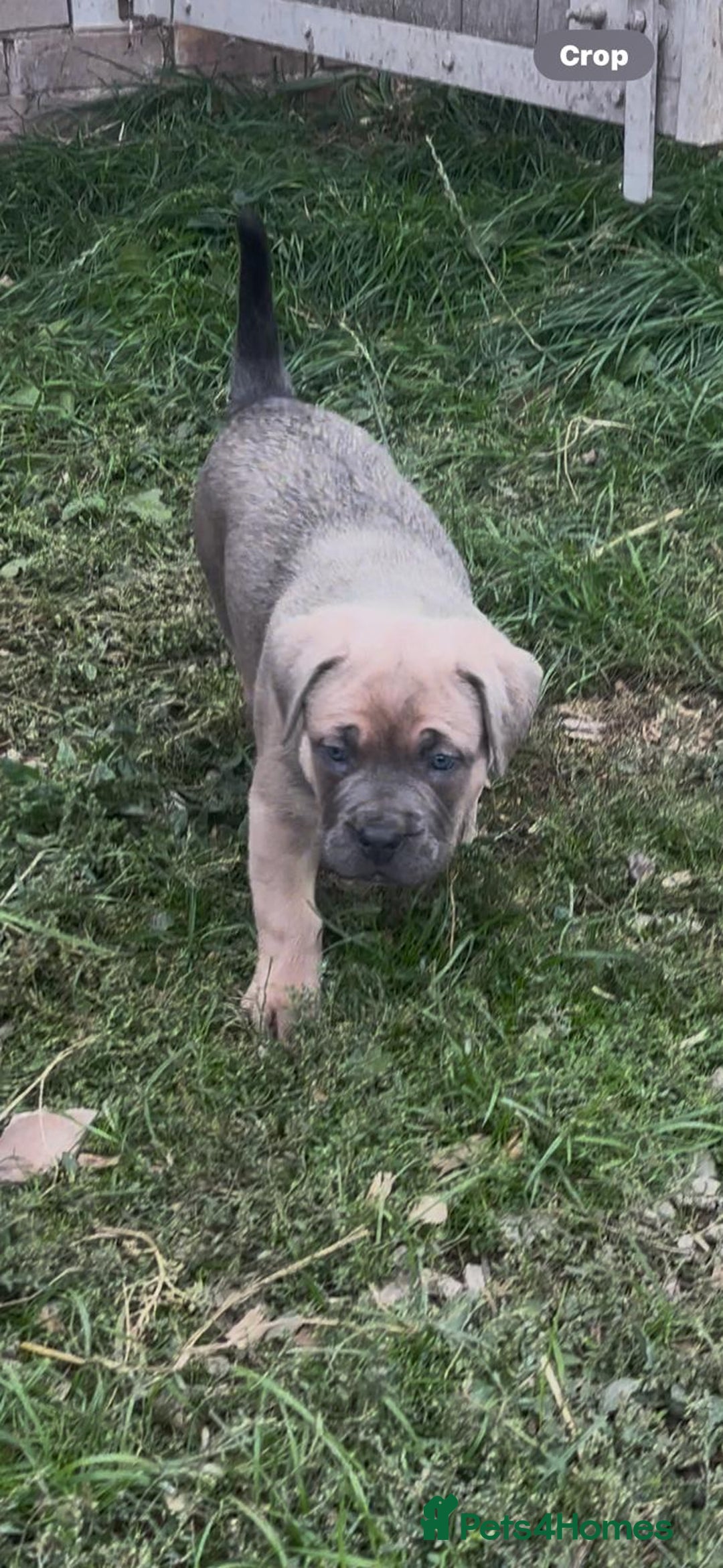 Cane Corso dogs for sale: Cane corso pups - Image 10