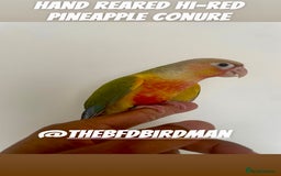Conures birds for sale: 100% SILLY TAME HAND REARED CONURES - Image 3
