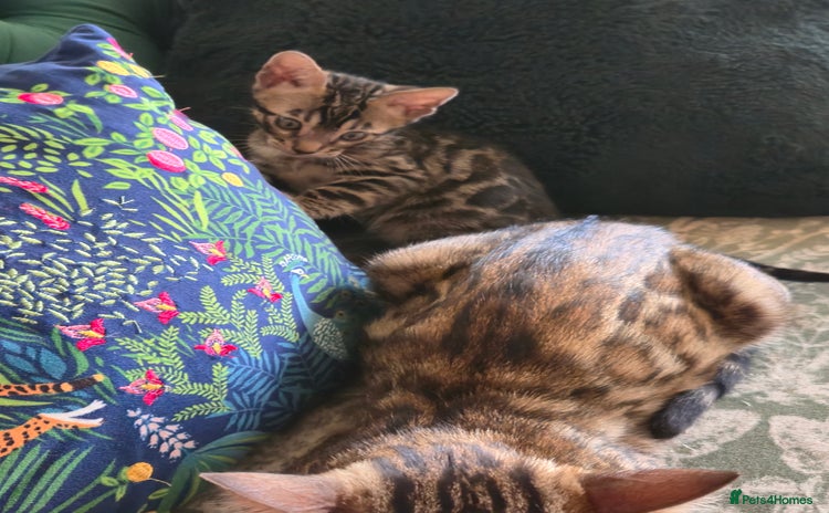Bengal cats - Advert 8