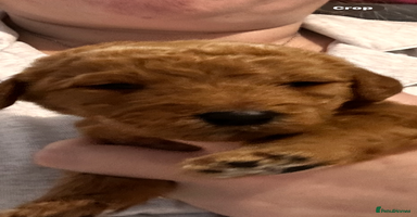 Labradoodle dogs - Advert 7