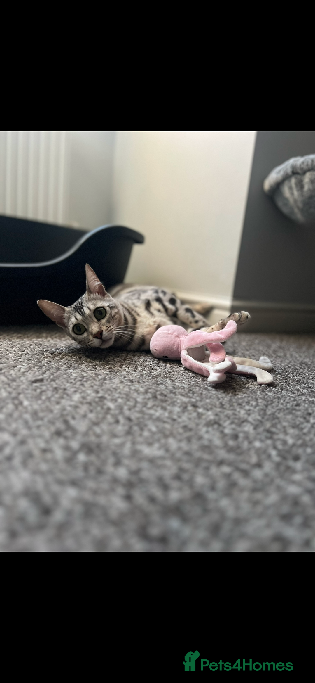 Bengal cats for sale: Female bengal needing her forever home  - Advert 10