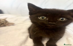 Norwegian Forest Cat cats for sale: Beautiful fluffy kittens - Image 36