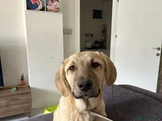 Anatolian Shepherd dogs Toby & Teddy – Loving Brothers Ready for Homes - Advert 6