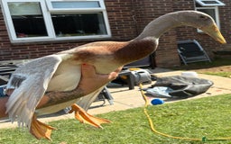 Waterfowl poultry for sale: Male Indian Runner ducks  - Image 3