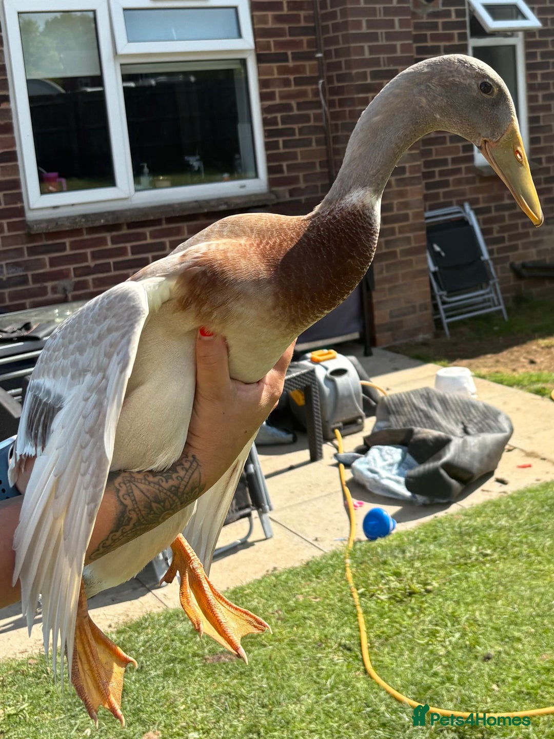 Waterfowl poultry for sale: Male Indian Runner ducks  - Image 3