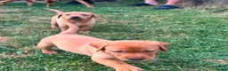 Labrador Retriever dogs for sale: Fox Red Labradors in Oswestry - Advert 15
