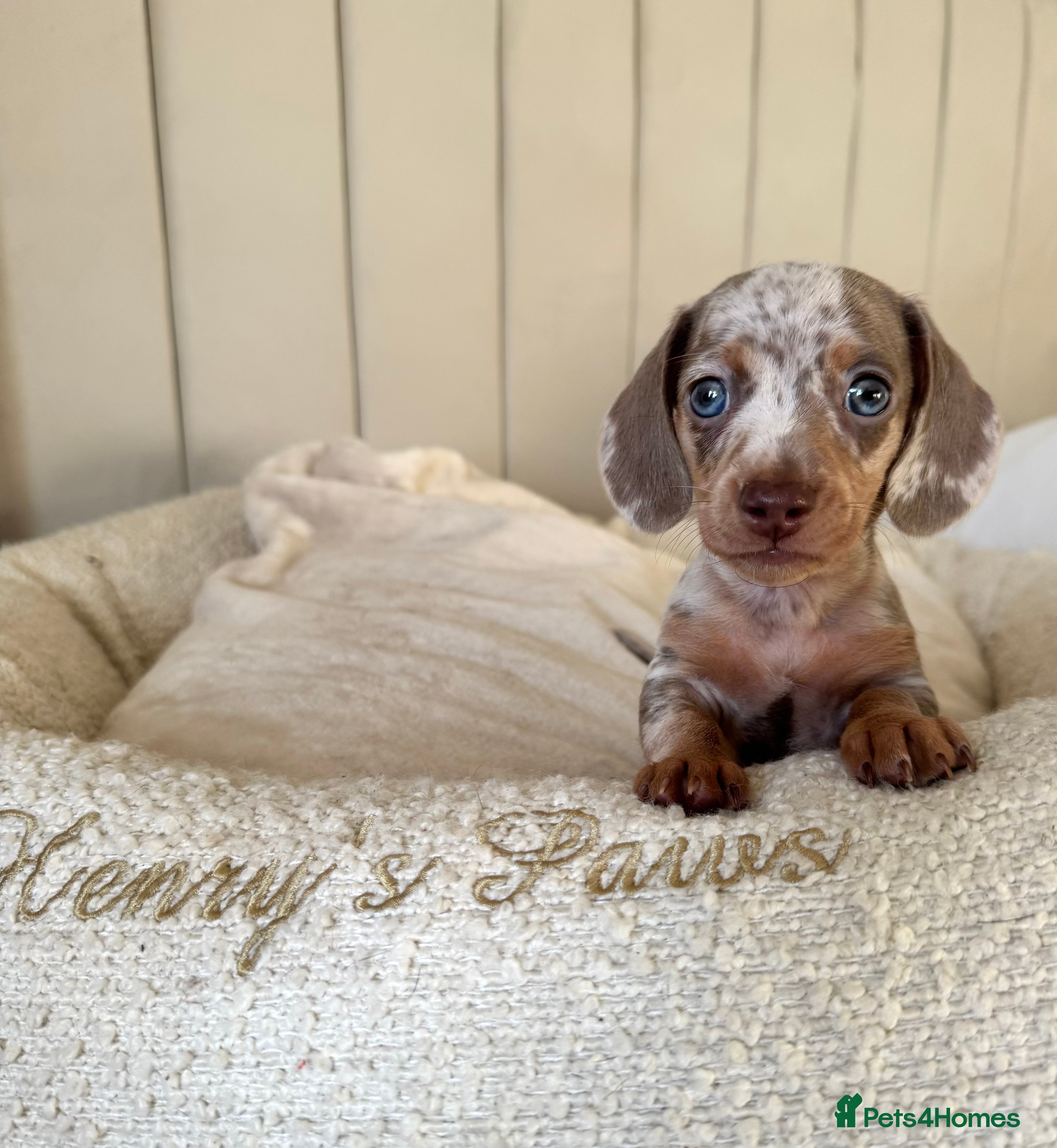 Miniature Dachshund dogs 𝐈𝐬𝐚𝐛𝐞𝐥𝐥𝐚 𝐝𝐚𝐩𝐩𝐥𝐞 𝐛𝐨𝐲🩵 - Advert 7
