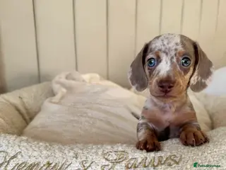 Miniature Dachshund dogs 𝐈𝐬𝐚𝐛𝐞𝐥𝐥𝐚 𝐝𝐚𝐩𝐩𝐥𝐞 𝐛𝐨𝐲🩵 - Advert 12