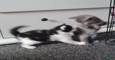 Russian Blue cats - Advert 4