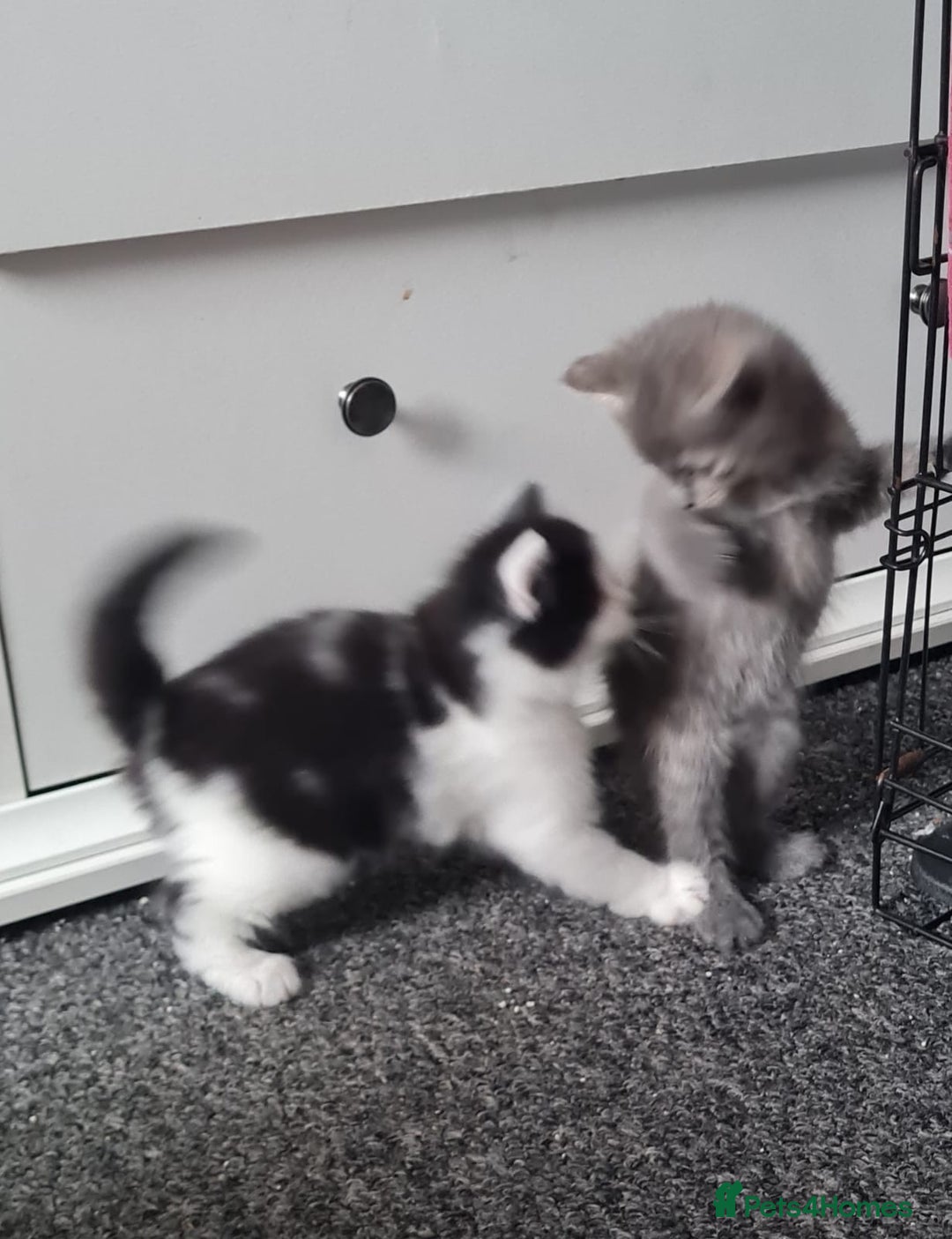 Russian Blue cats for sale: Russian blue mix  - Image 3
