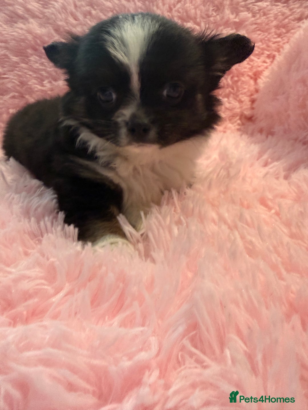 Chihuahua dogs for sale: Beautiful litter of four l/c CHIHUAHUAS READY NOW! - Advert 20