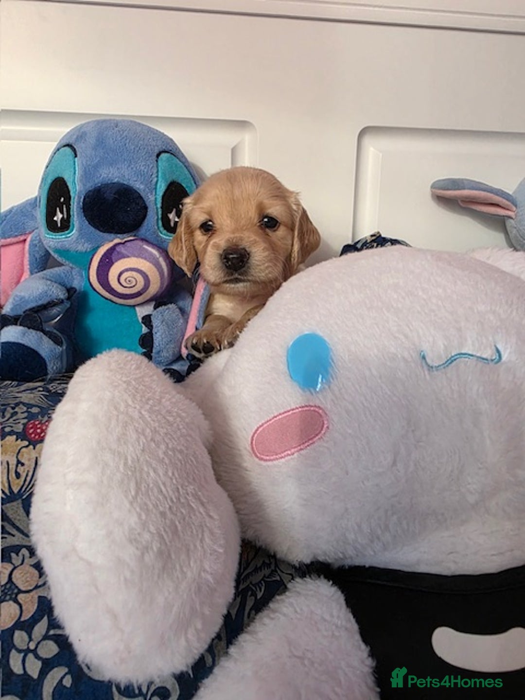 Mixed Breed dogs for sale: Cocker Spaniel Puppies – 4 Weeks Old - reserve now - Advert 31