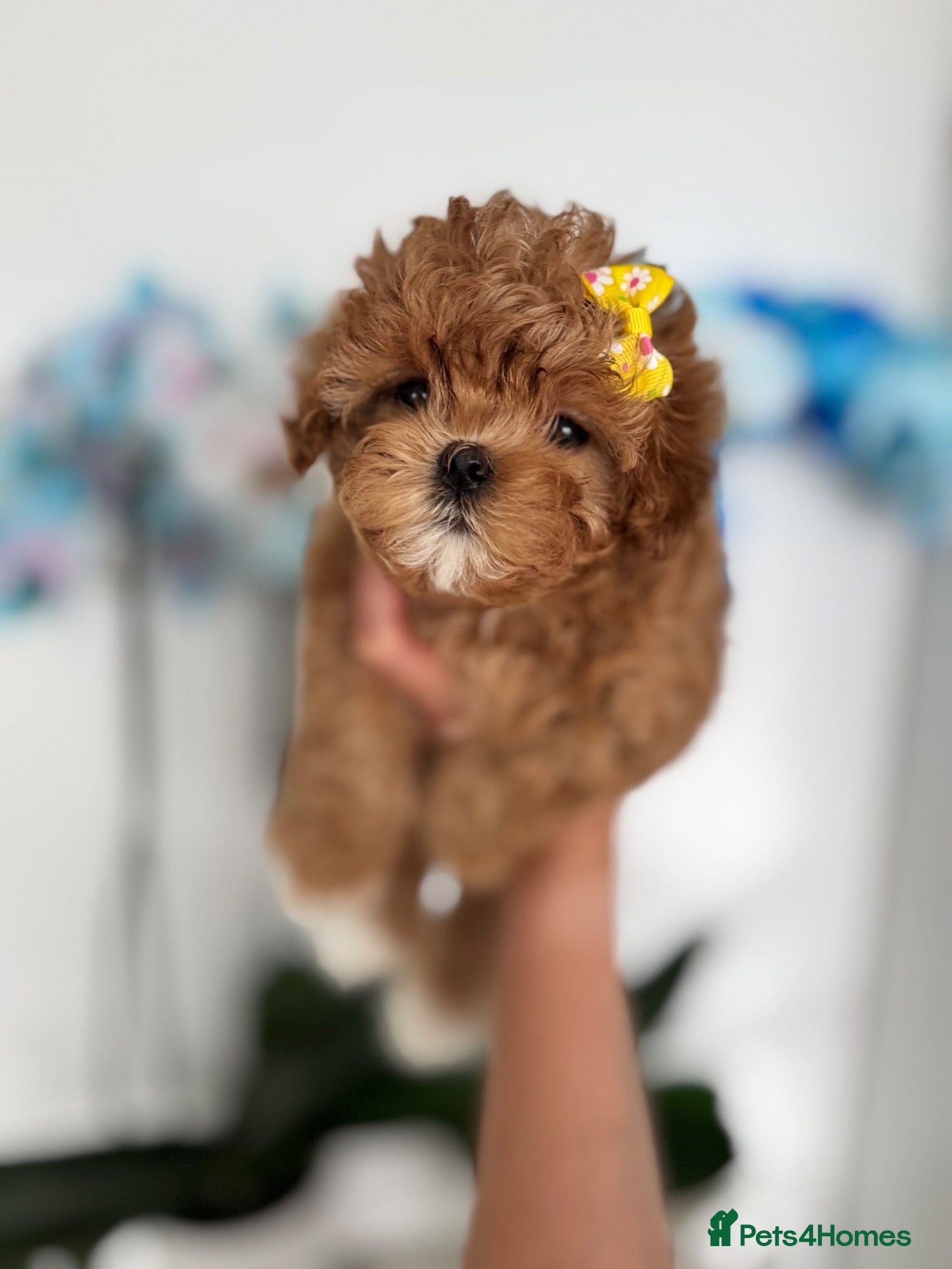Maltipoo dogs 🧸READY NOW True Asian Maltipoo Girl DNA Clear🧸 - Advert 1