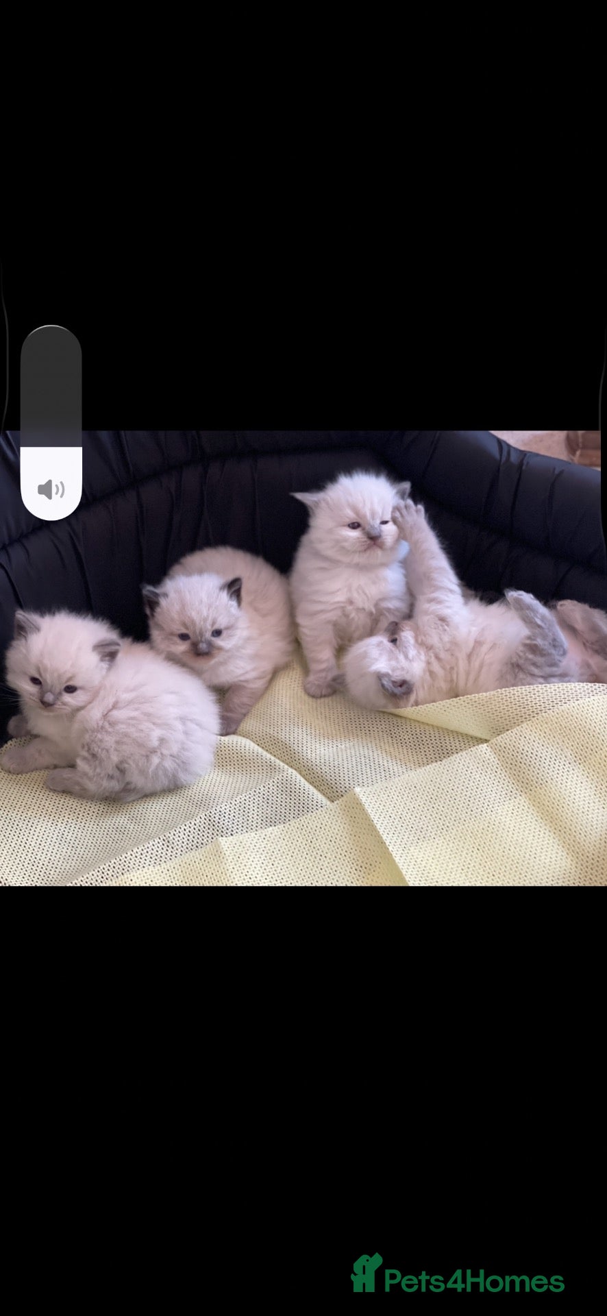 Ragdoll cats Stunning ragdoll kittens can go home now  - Advert 4