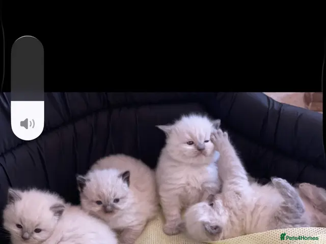 Ragdoll cats Stunning ragdoll kittens can go home now - Advert 4