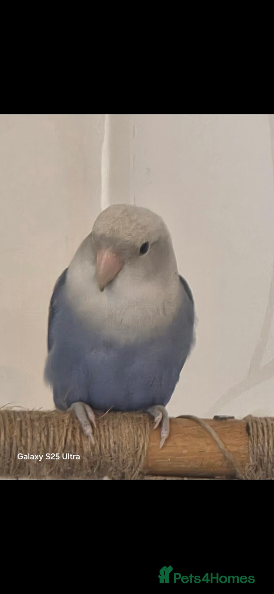 Lovebirds birds Tamed Peachfaced female Lovebird (Collection Only) - Advert 1
