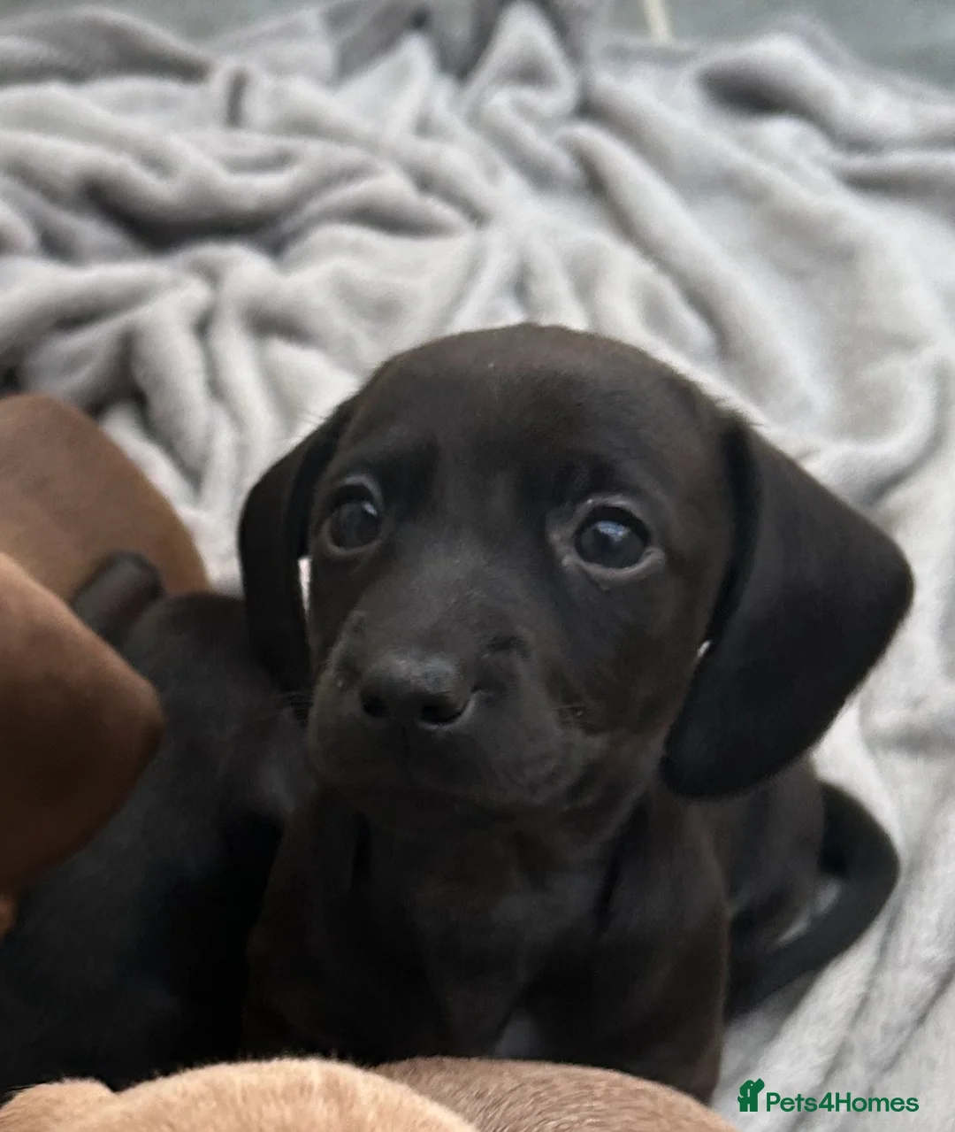 Miniature Dachshund dogs for stud: 💙 STUNNING SOLID BLACK MINIATURE STUD BOY💙 in Leicester - Advert 9
