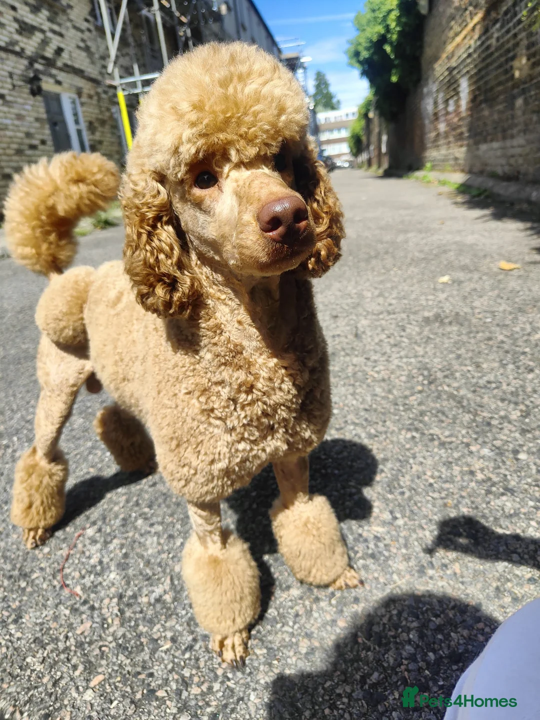 Miniature Poodle dogs for sale: KC register miniature poodles RED - Advert 8