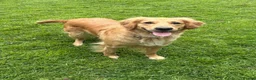 Golden Retriever dogs for sale: Gorgeous Golden Retriever Puppies - Advert 3