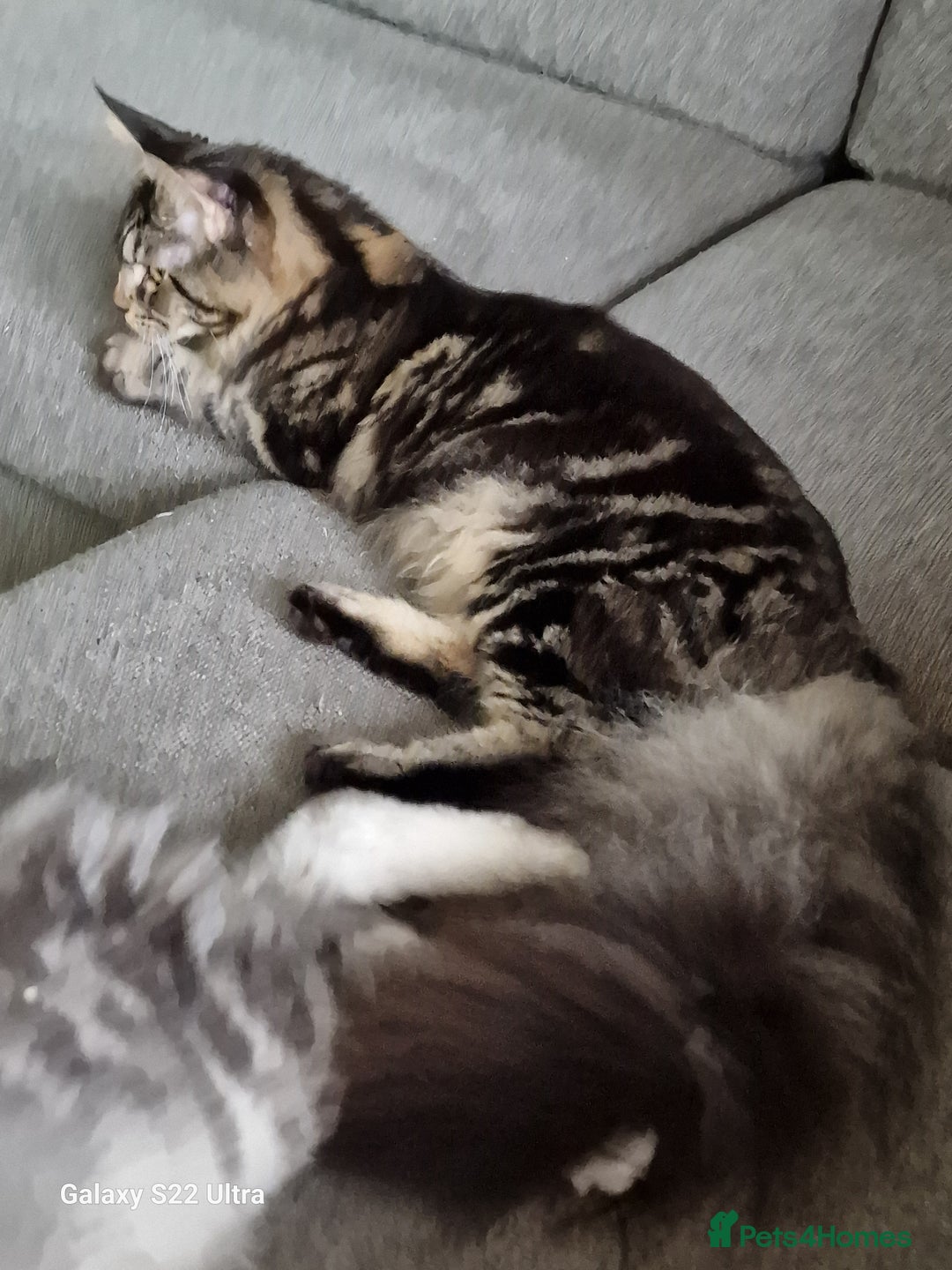 Maine Coon cats for sale: 🍁🍂Good females🏡🎯📣 - Image 13