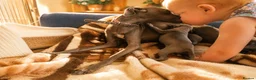 Italian Greyhound dogs for sale: 1 BOY LEFT Italian Greyhound Puppies - Advert 4