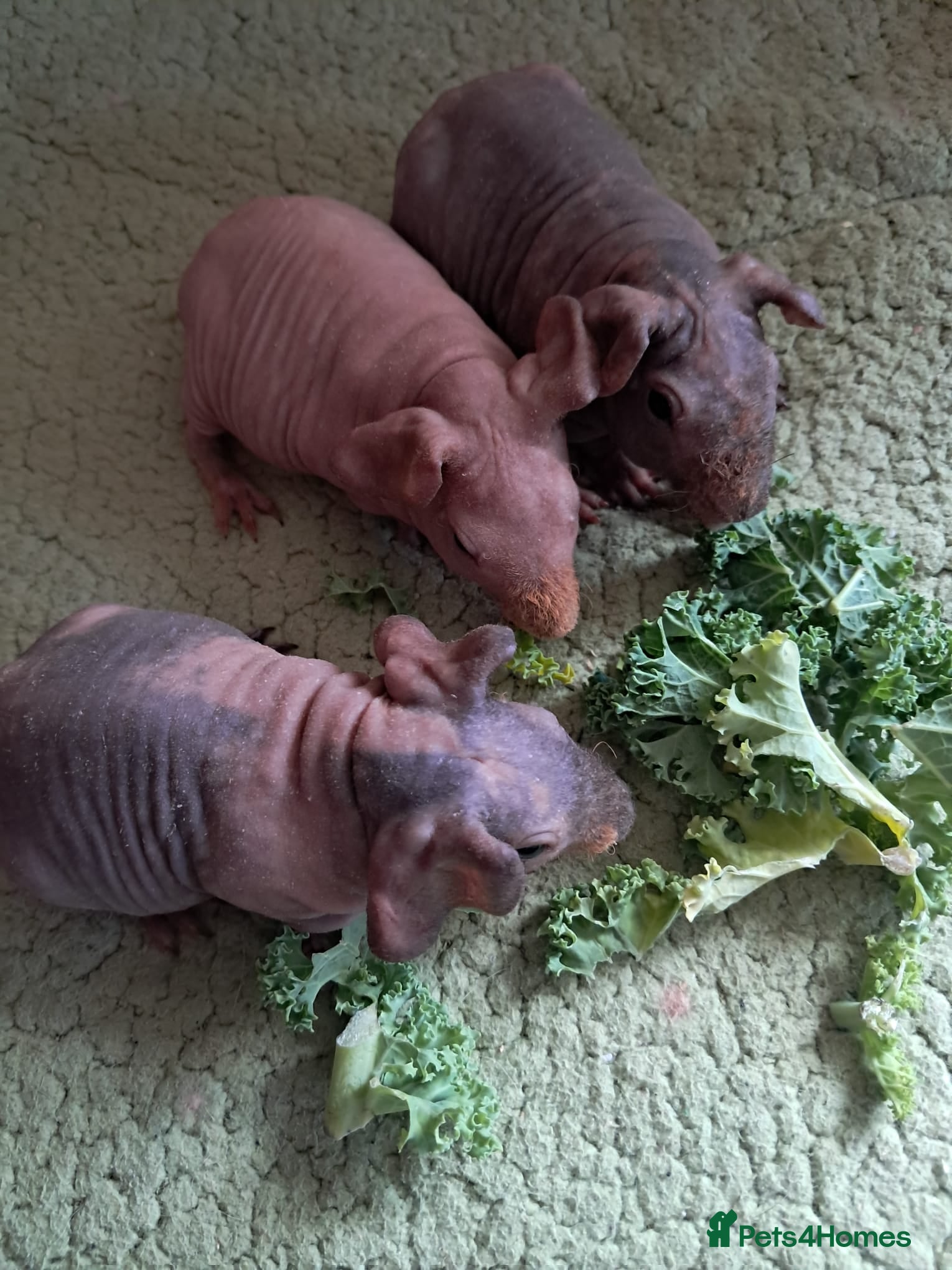 Guinea Pig rodents BEAUTIFUL SELECTION OF SKINNY PIGS - Advert 1