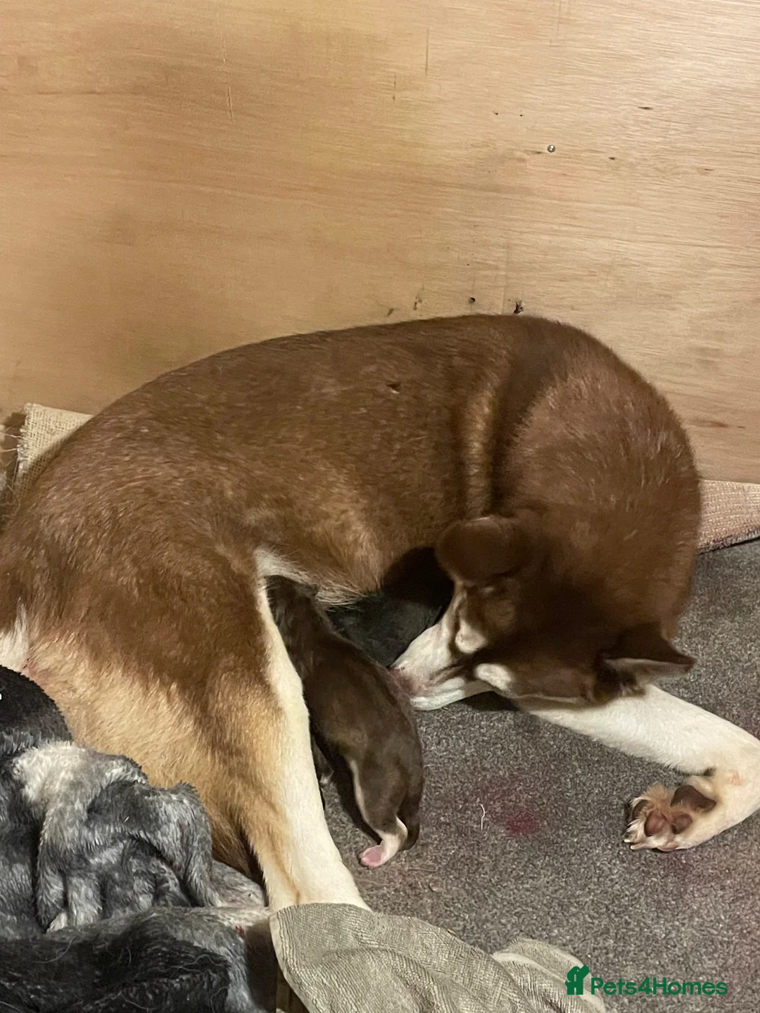 Siberian Husky dogs for sale: 5 beautiful Siberian huskies  - Advert 3