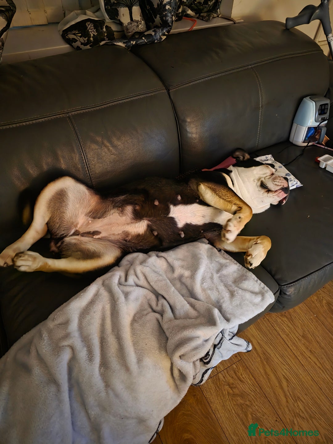 Olde English Bulldogge dogs for sale: Olde Tyme English Bulldog looking for forever home - Advert 7