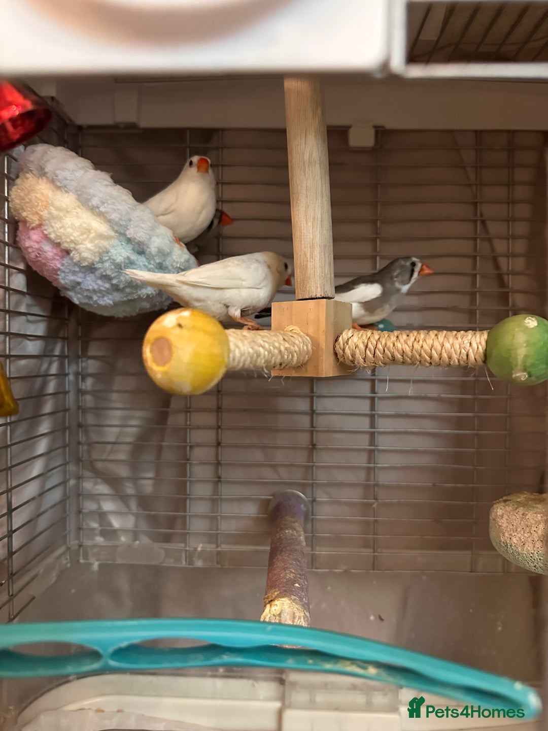 Finches birds for sale: Free to go for new home  - Advert 3