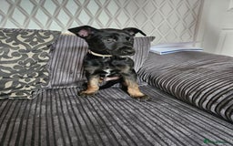 Belgian Shepherd Dog dogs for sale:  Belgian malinois  - Image 4