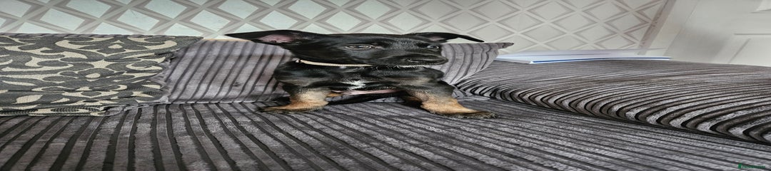 Belgian Shepherd Dog Puppy 2