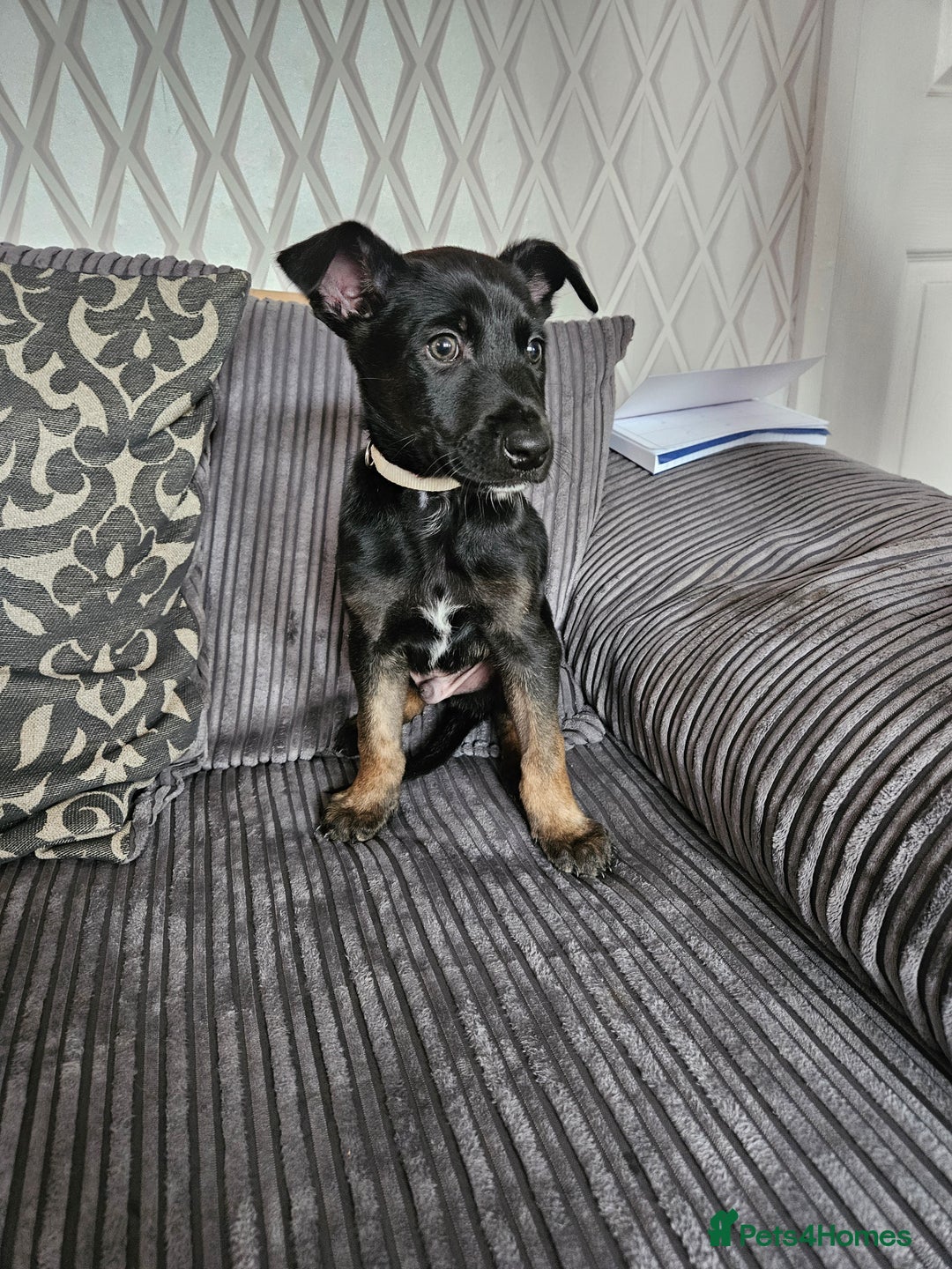 Belgian Shepherd Dog dogs for sale:  Belgian malinois  - Image 4